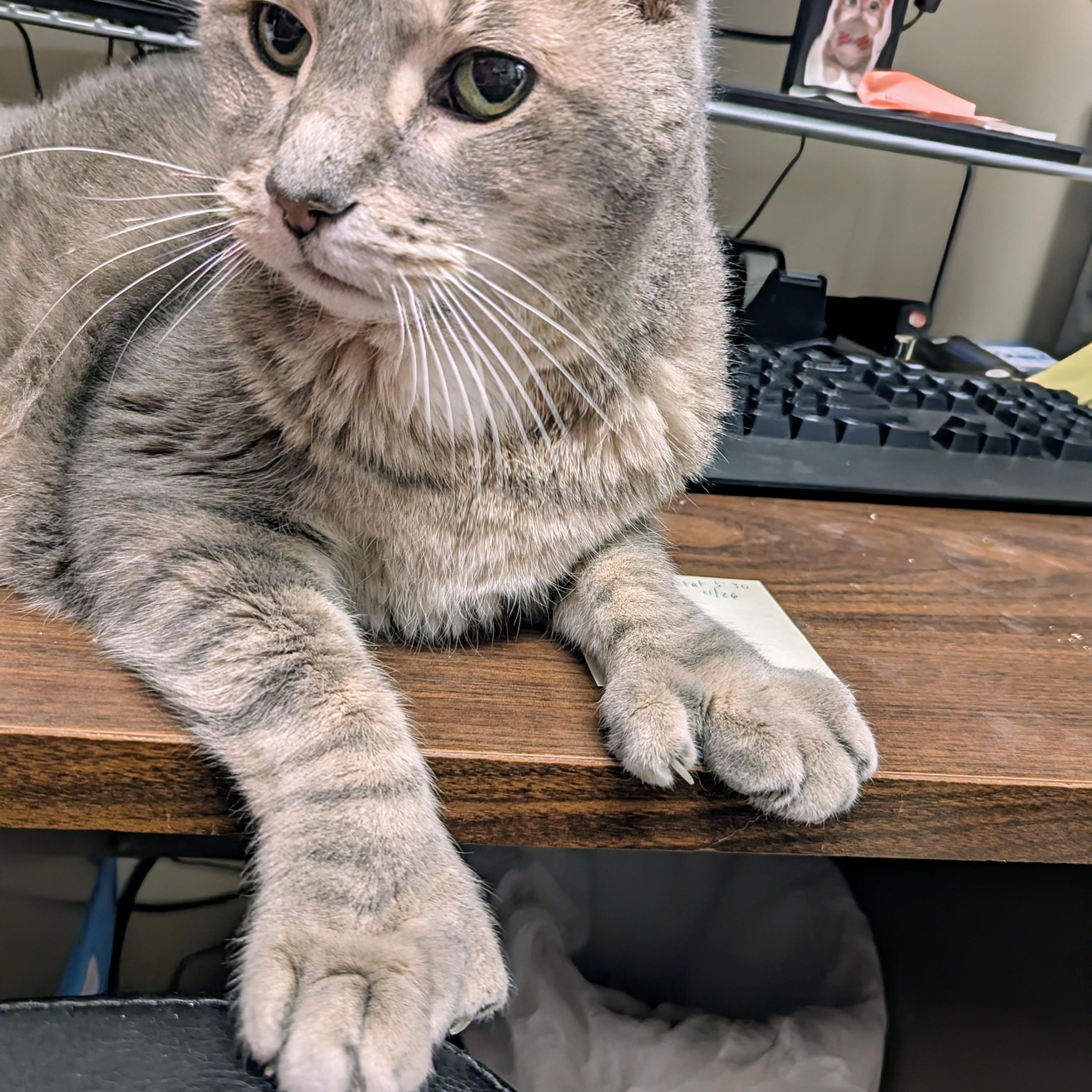 Enlarge Hemi, a Adoptable Extra-Toes Cat / Hemingway Polydactyl in West Jefferson, OH image 2/6