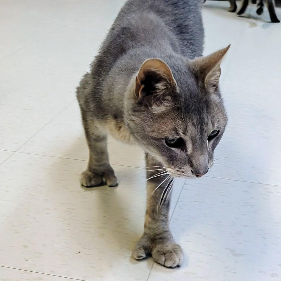 Enlarge Hemi, a Adoptable Extra-Toes Cat / Hemingway Polydactyl in West Jefferson, OH image 5/6