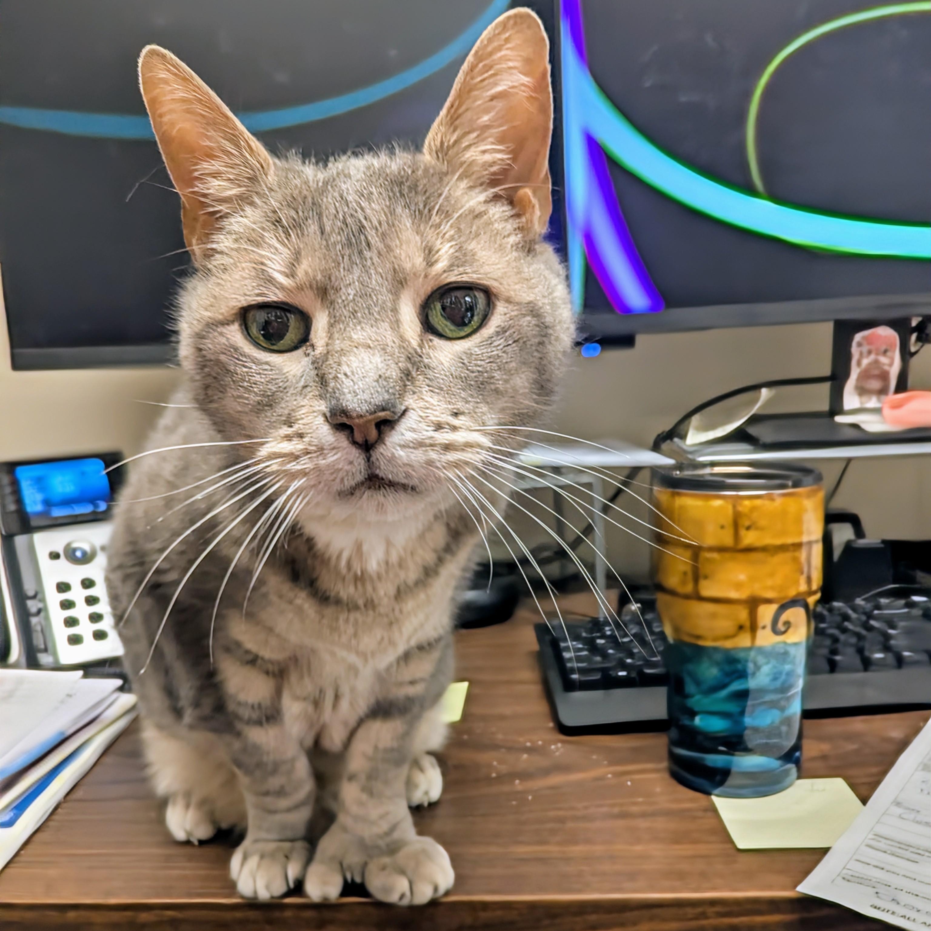 Hemi, Adoptable, Senior Male Extra-Toes Cat / Hemingway Polydactyl.