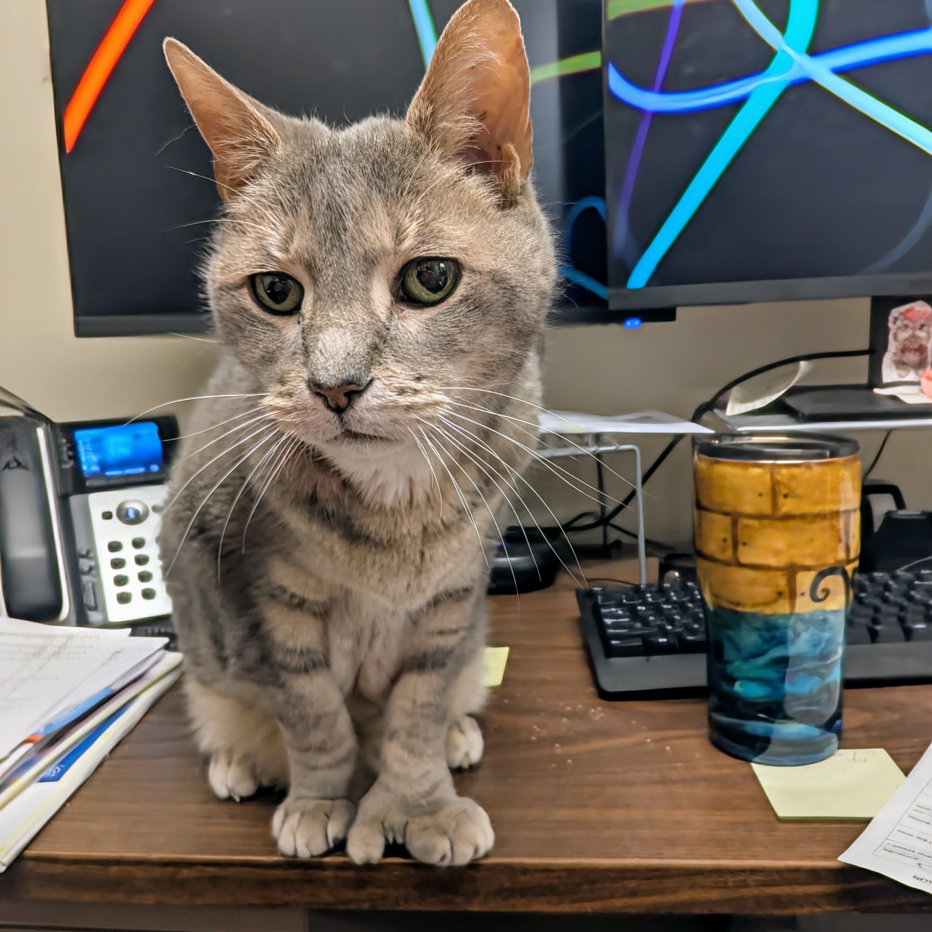 Enlarge Hemi, a Adoptable Extra-Toes Cat / Hemingway Polydactyl in West Jefferson, OH image 3/6