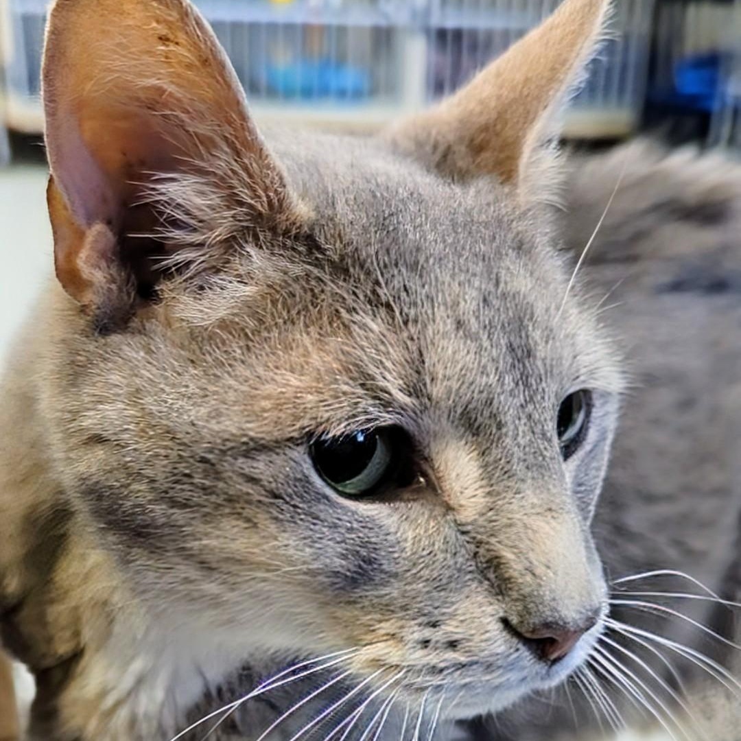 Enlarge Hemi, a Adoptable Extra-Toes Cat / Hemingway Polydactyl in West Jefferson, OH image 6/6