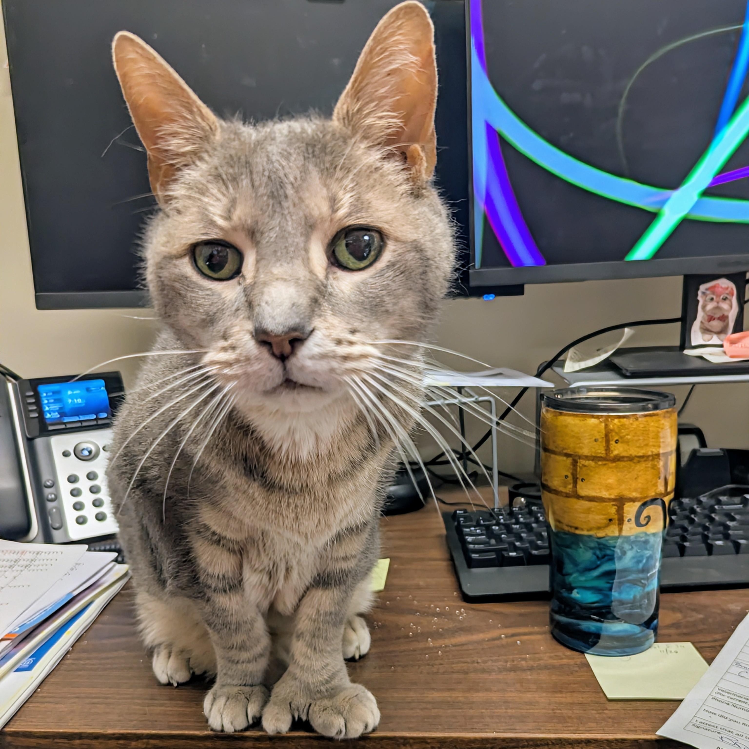 Enlarge Hemi, a Adoptable Extra-Toes Cat / Hemingway Polydactyl in West Jefferson, OH image 4/6