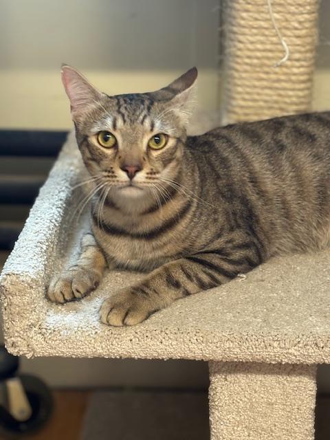 Enlarge Randall, an adopted Domestic Short Hair in Plainville, MA image 3/3