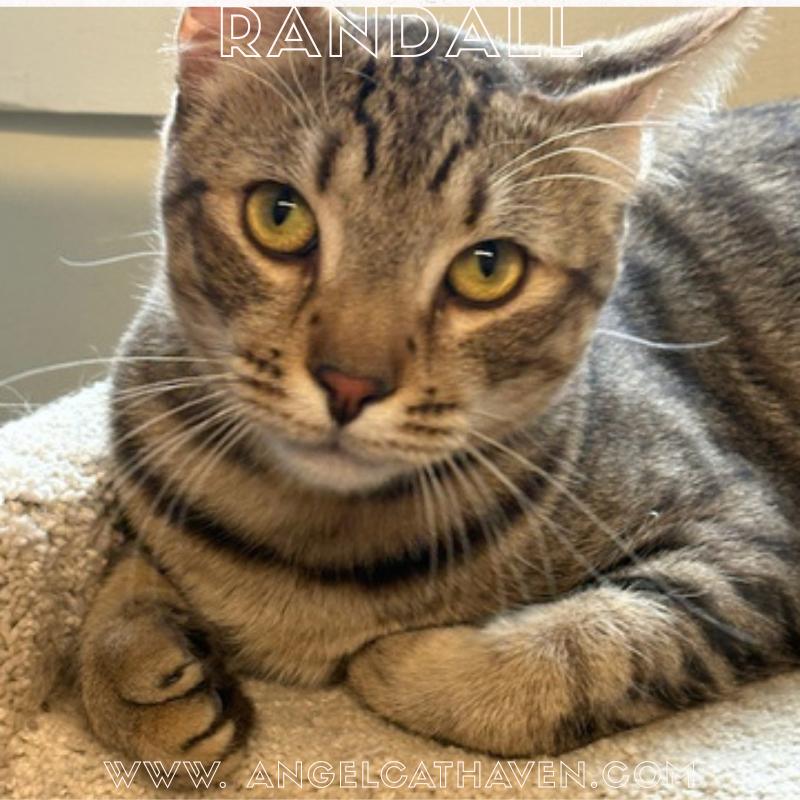 Randall, adopted, Adult Male Domestic Short Hair.