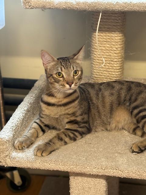 Enlarge Randall, an adopted Domestic Short Hair in Plainville, MA image 2/3