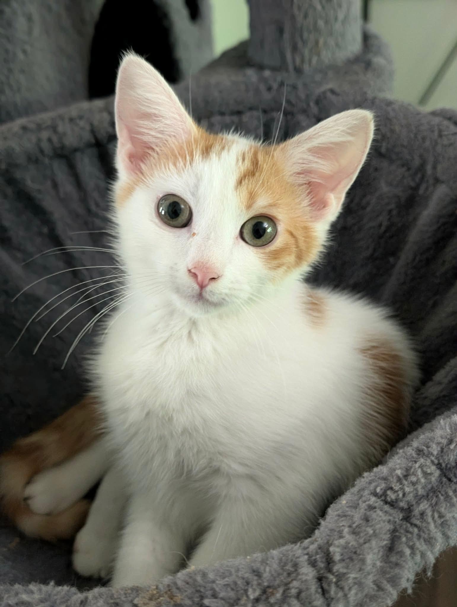 Enlarge Daisy, a ADOPTABLE Domestic Short Hair in Bensalem, PA image 1/3