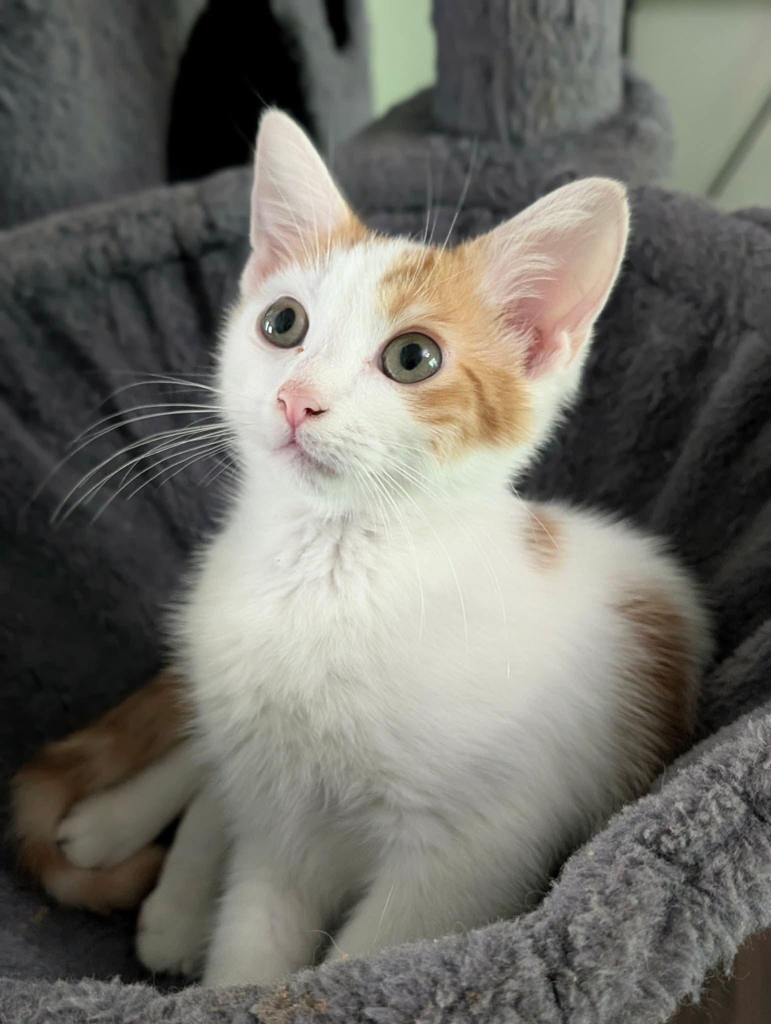 Enlarge Daisy, a ADOPTABLE Domestic Short Hair in Bensalem, PA image 3/3