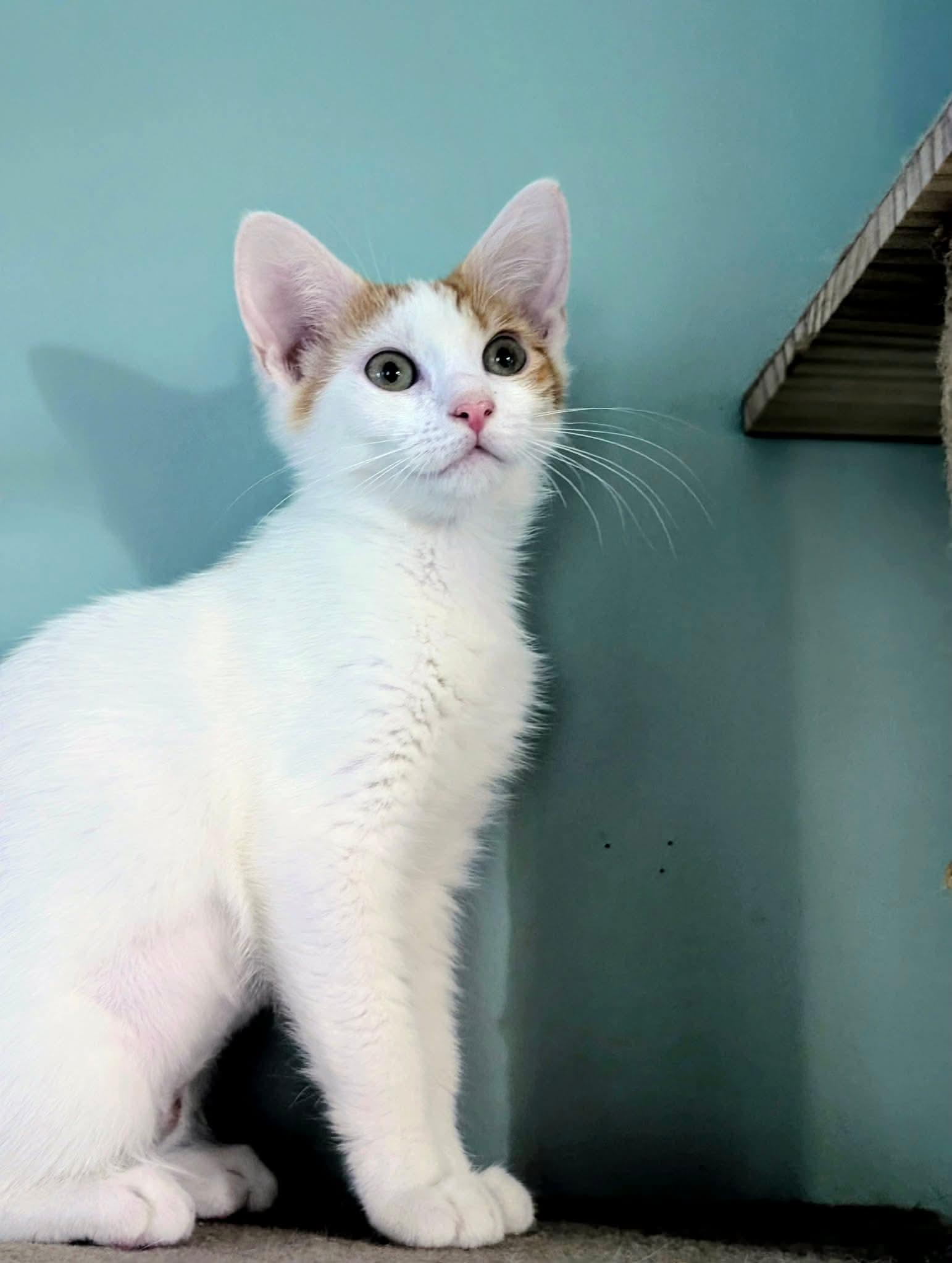 Enlarge Daisy, a ADOPTABLE Domestic Short Hair in Bensalem, PA image 2/3