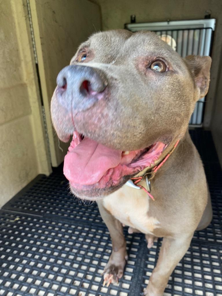 Happy, Adoptable, Adult Female Pit Bull Terrier.