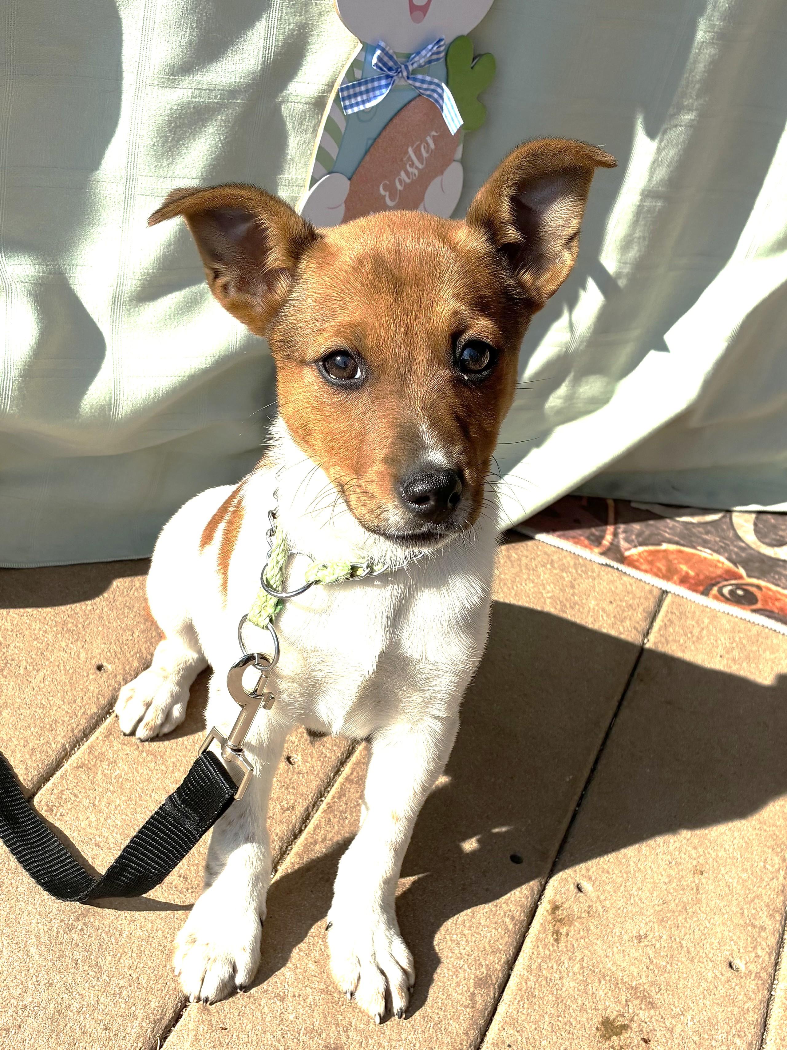 Enlarge Eggshale, a Adoptable mixed breed in West Chicago, IL image 3/3