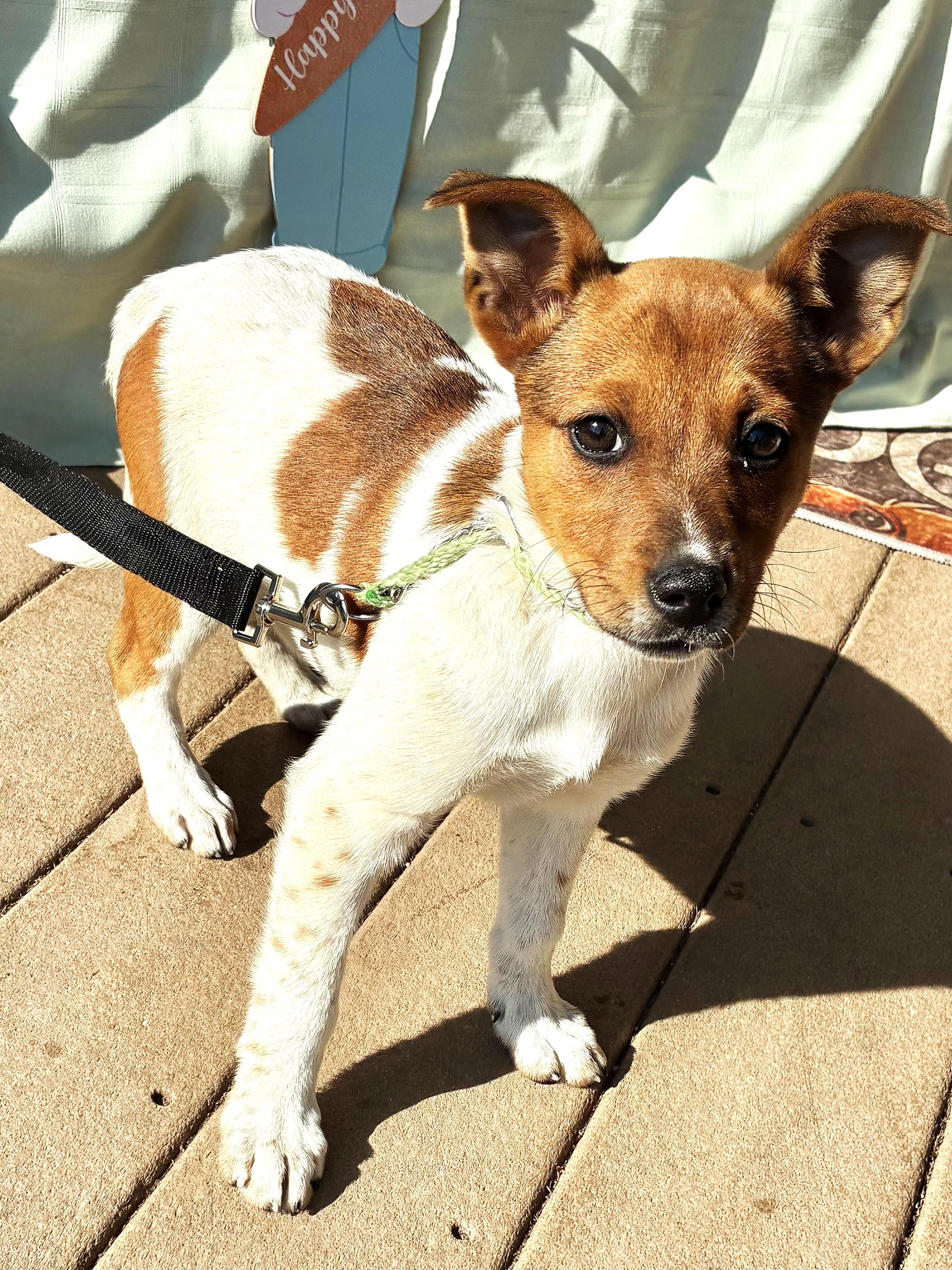 Enlarge Eggshale, a Adoptable mixed breed in West Chicago, IL image 2/3