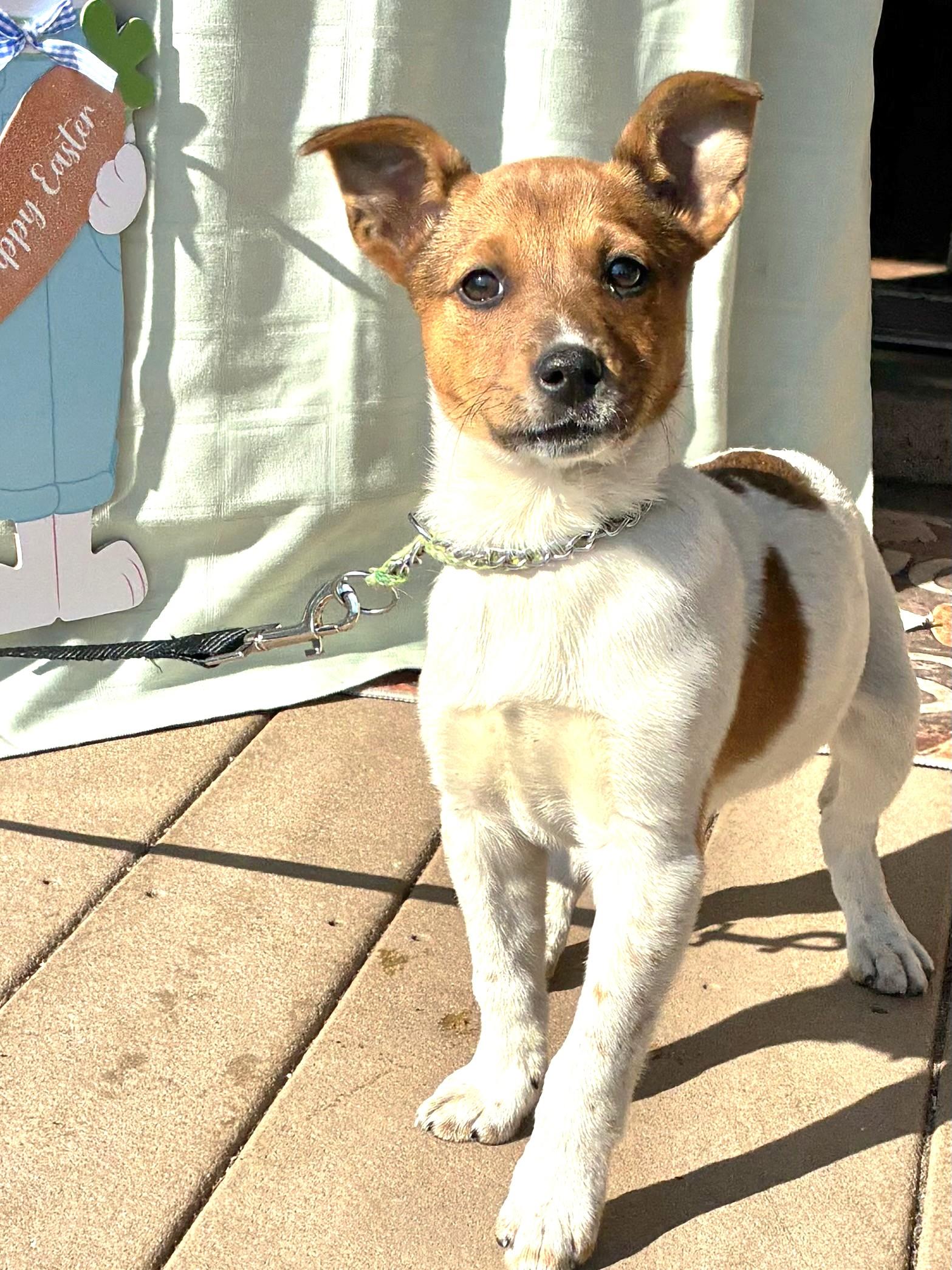 Enlarge Eggshale, a Adoptable mixed breed in West Chicago, IL image 1/3