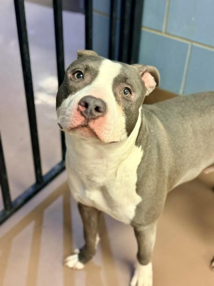 Gaultier — thumbnail 2