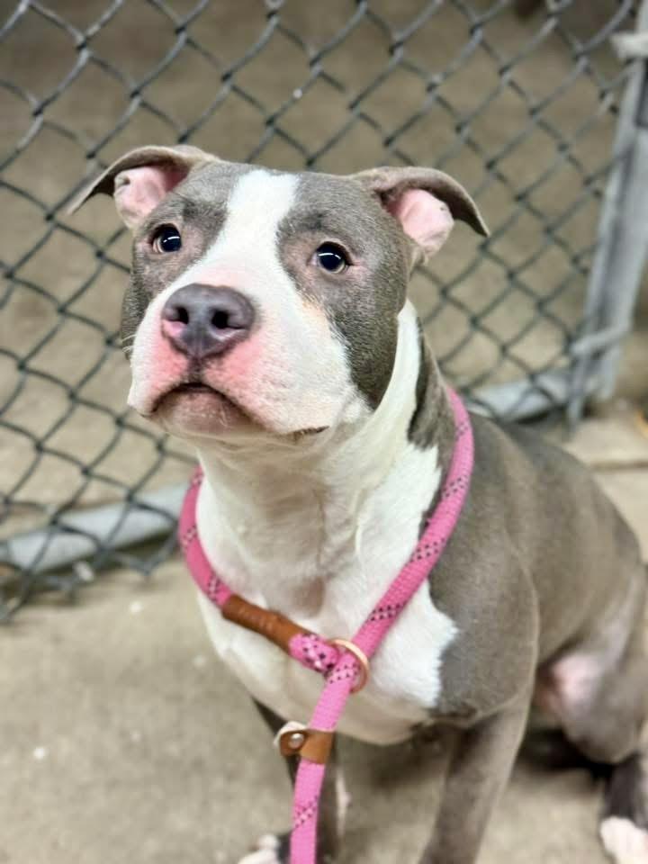 Gaultier — thumbnail 3