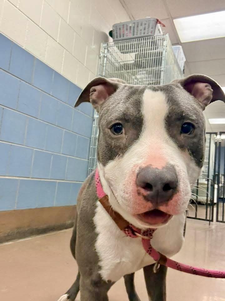 Gaultier — thumbnail 4