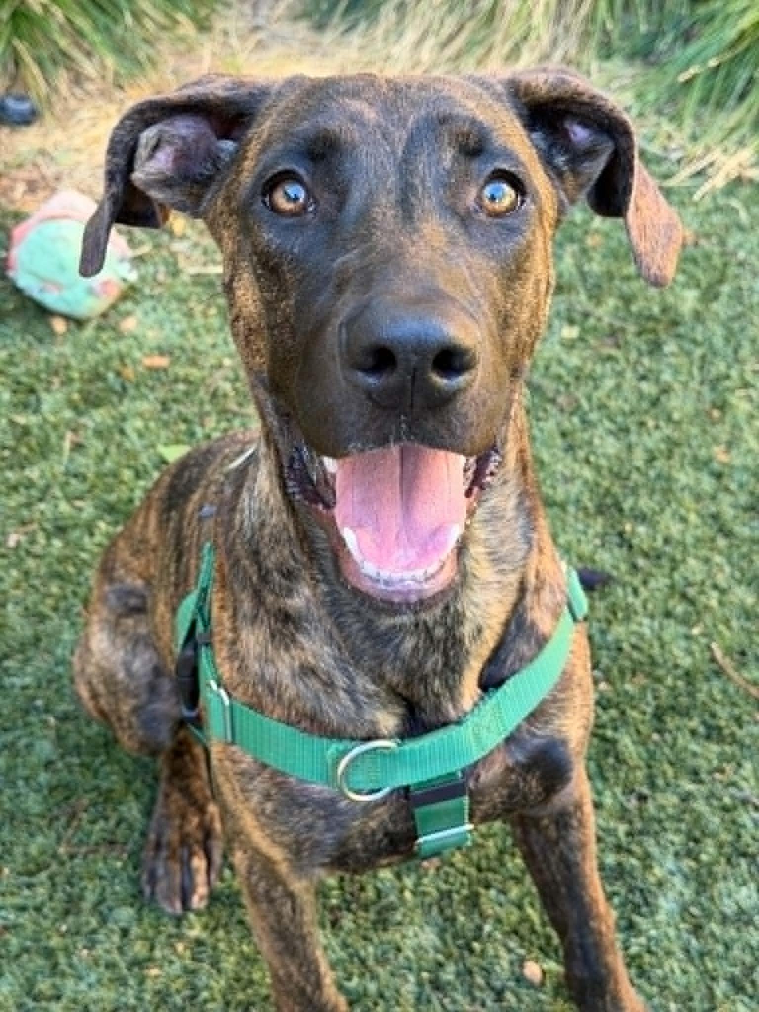 Josie, Adoptable, Adult Female Hound & Labrador Retriever.