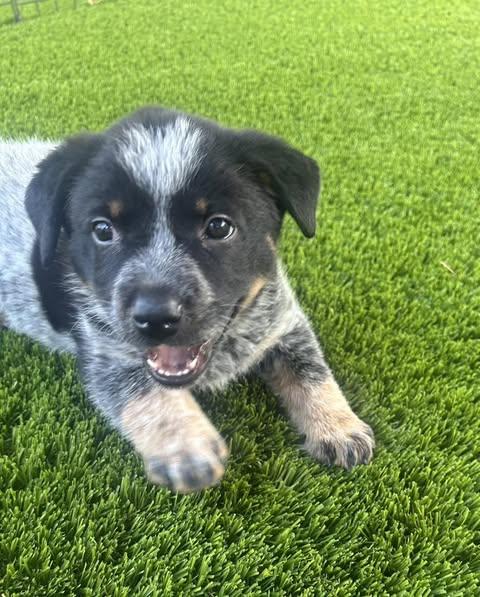 GrayC a/k/a Gracie