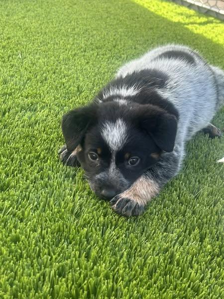 GrayC a/k/a Gracie