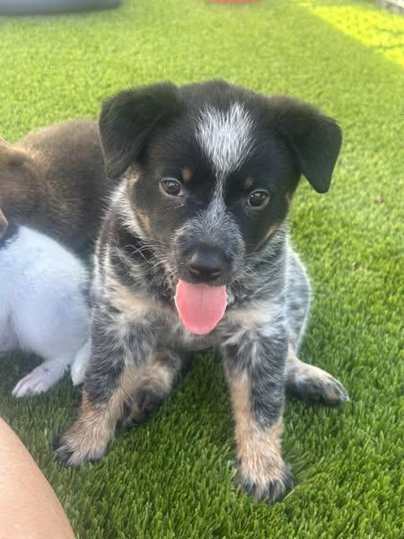 GrayC a/k/a Gracie