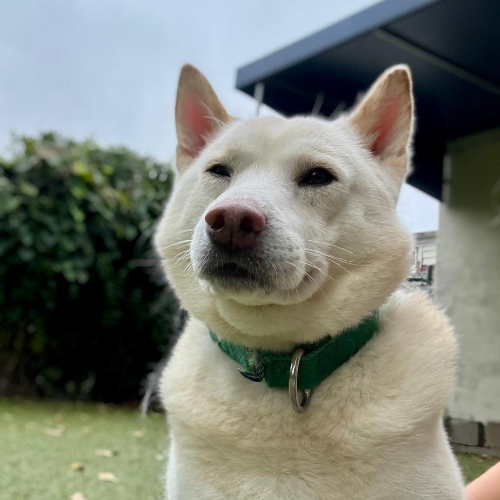 Rubble, Adoptable, Adult Male Shiba Inu.