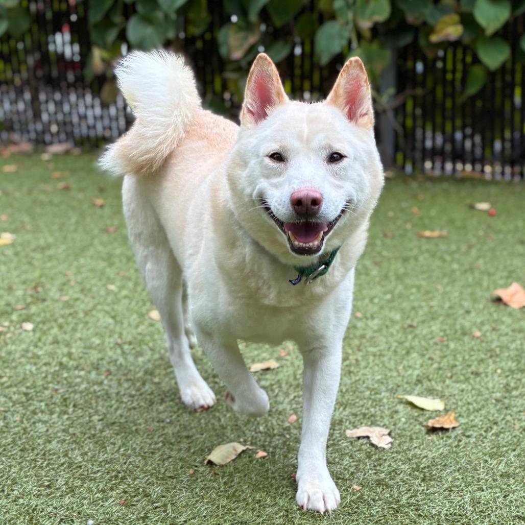Enlarge Rubble, a Adoptable Shiba Inu in Providence, RI image 2/6