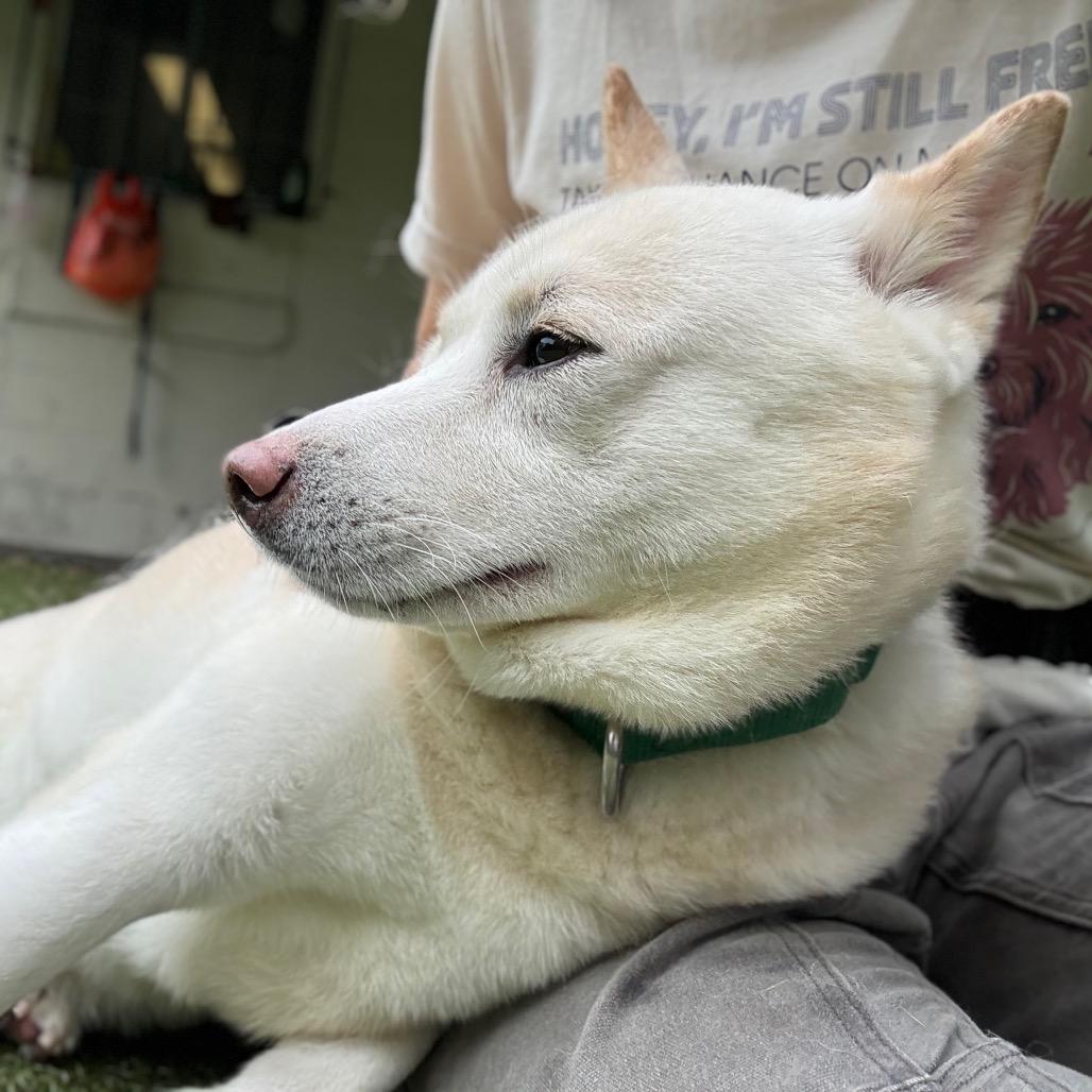 Enlarge Rubble, a Adoptable Shiba Inu in Providence, RI image 3/6