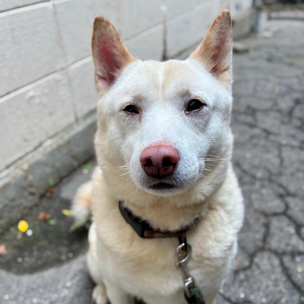 Enlarge Rubble, a Adoptable Shiba Inu in Providence, RI image 4/6