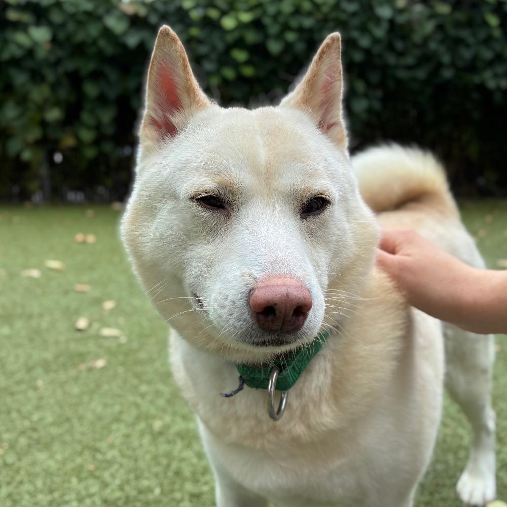 Enlarge Rubble, a Adoptable Shiba Inu in Providence, RI image 5/6
