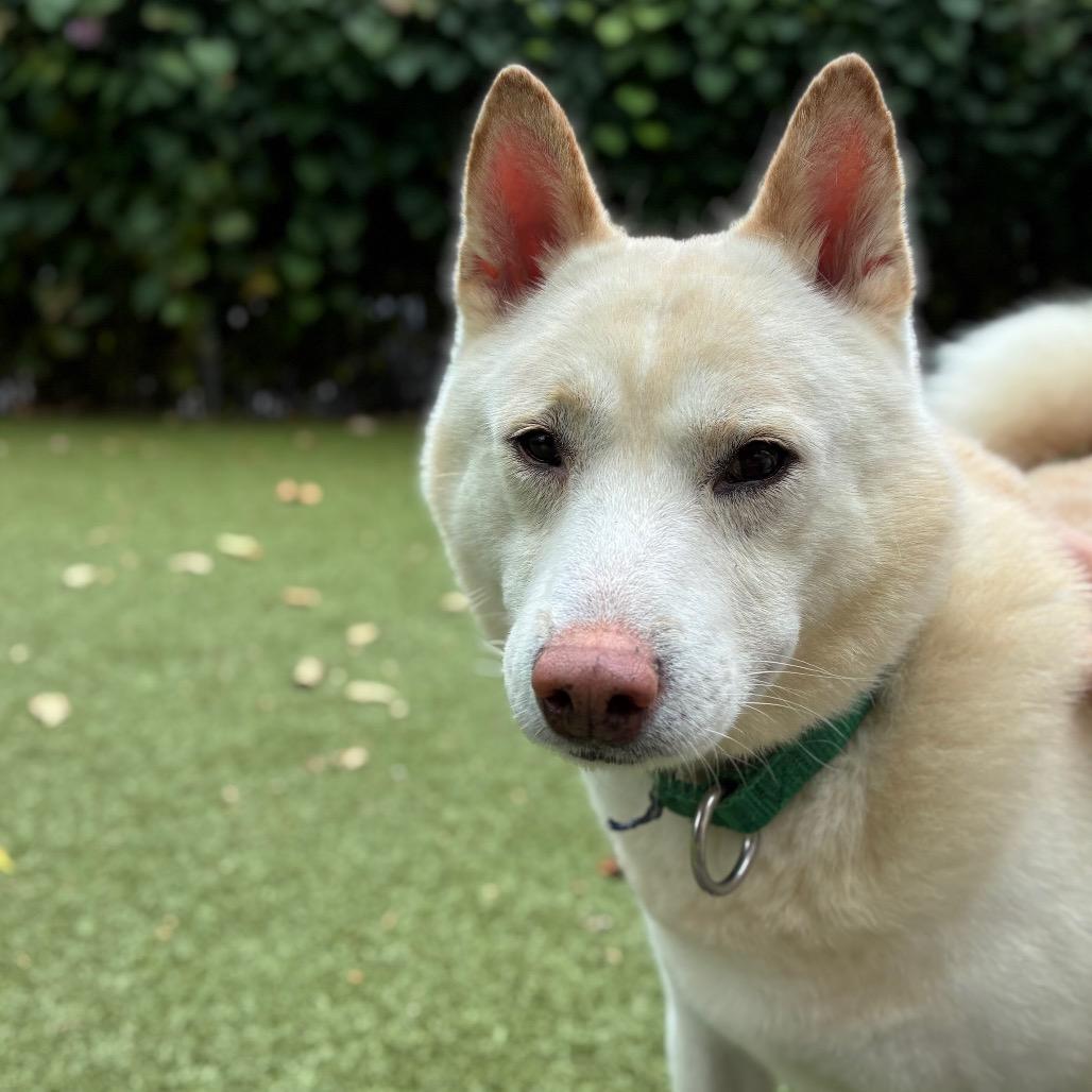 Enlarge Rubble, a Adoptable Shiba Inu in Providence, RI image 6/6
