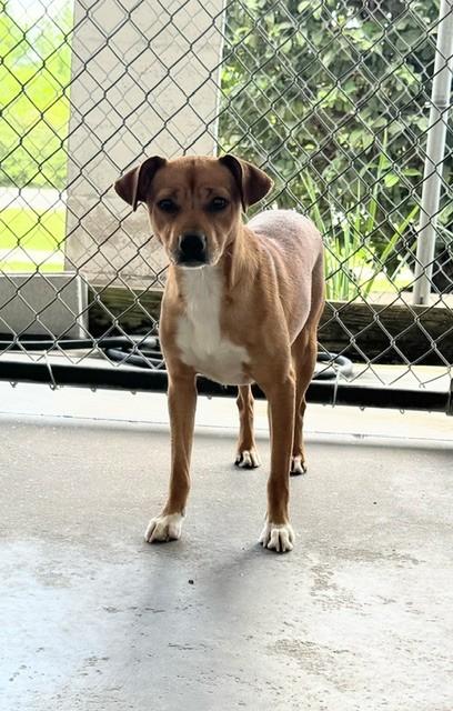 CLIFFORD, ADOPTABLE, Young Male Chihuahua.