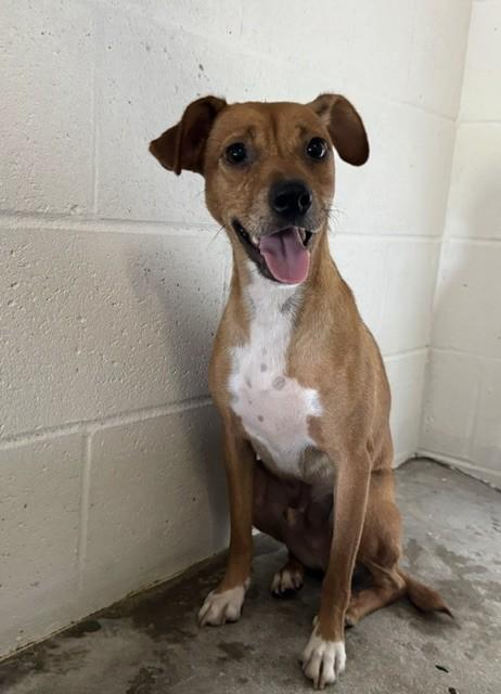 CLIFFORD, Adopted, Young Male Chihuahua.