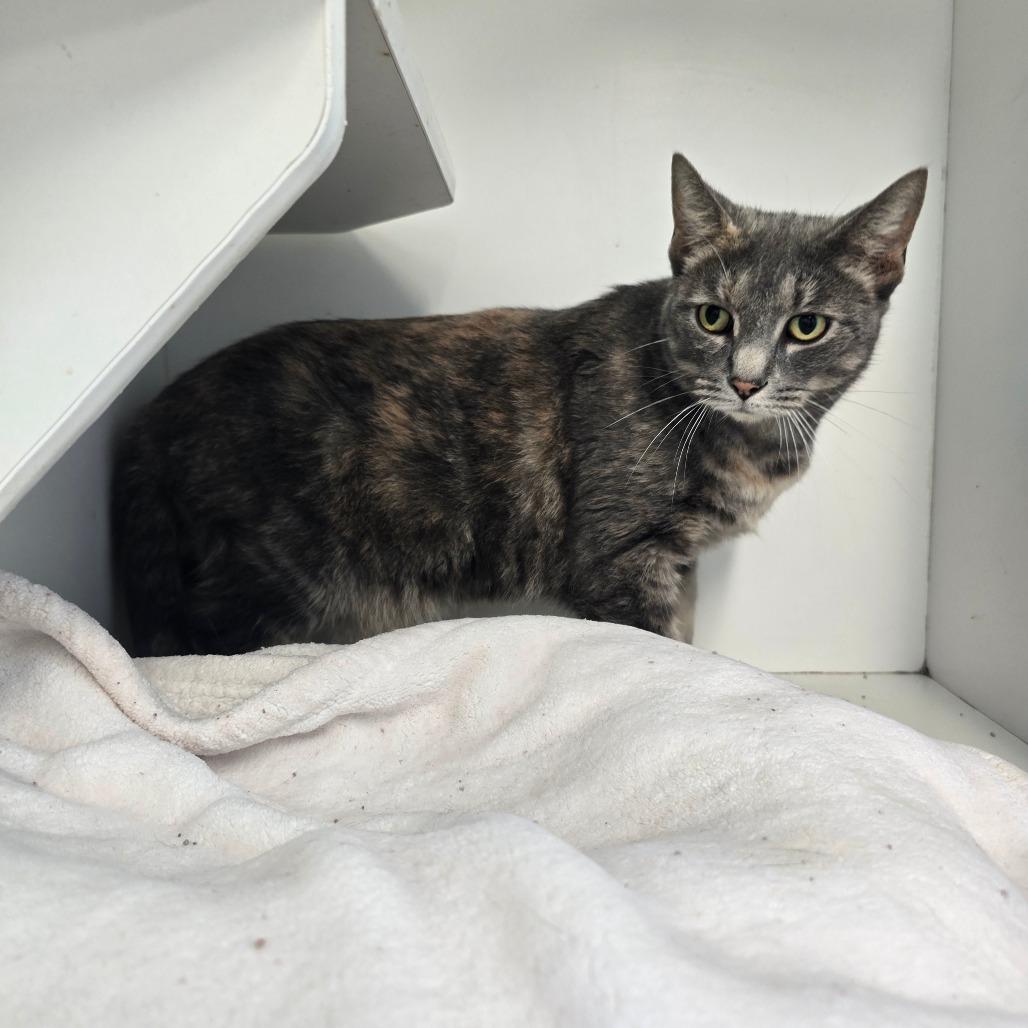 Willa, Adoptable, Adult Female Domestic Short Hair.