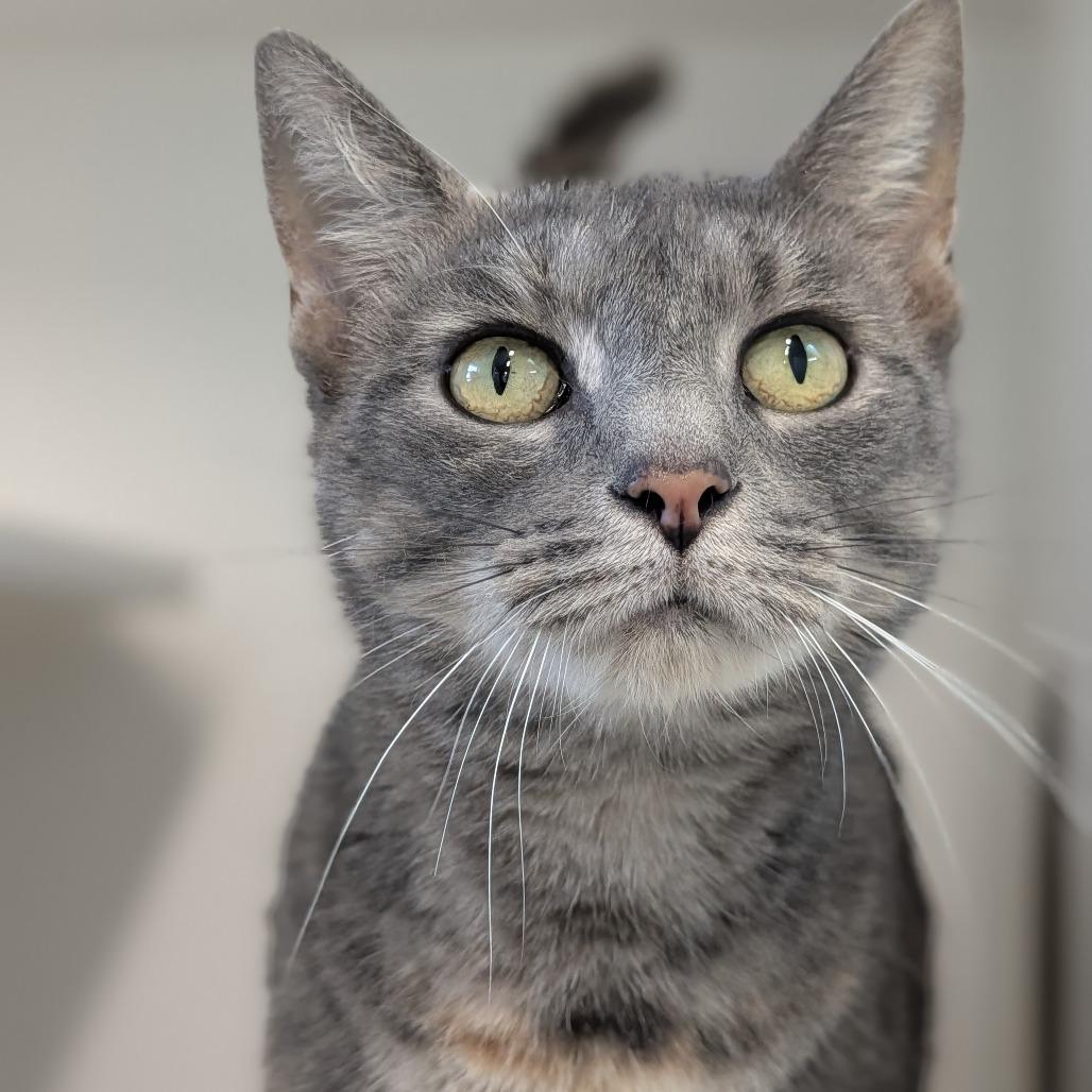 Enlarge Willa, a Adoptable Domestic Short Hair in Jasper, IN image 2/3