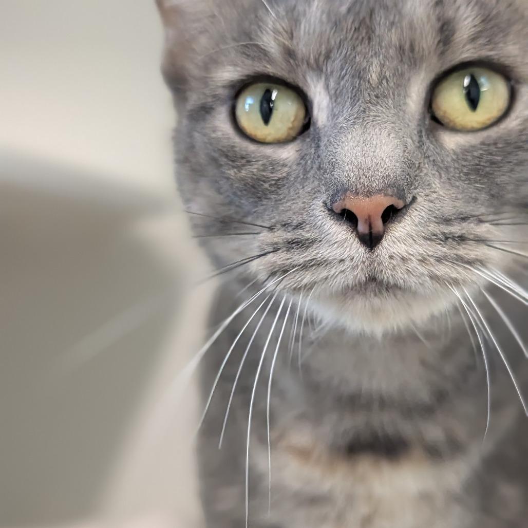 Enlarge Willa, a Adoptable Domestic Short Hair in Jasper, IN image 3/3