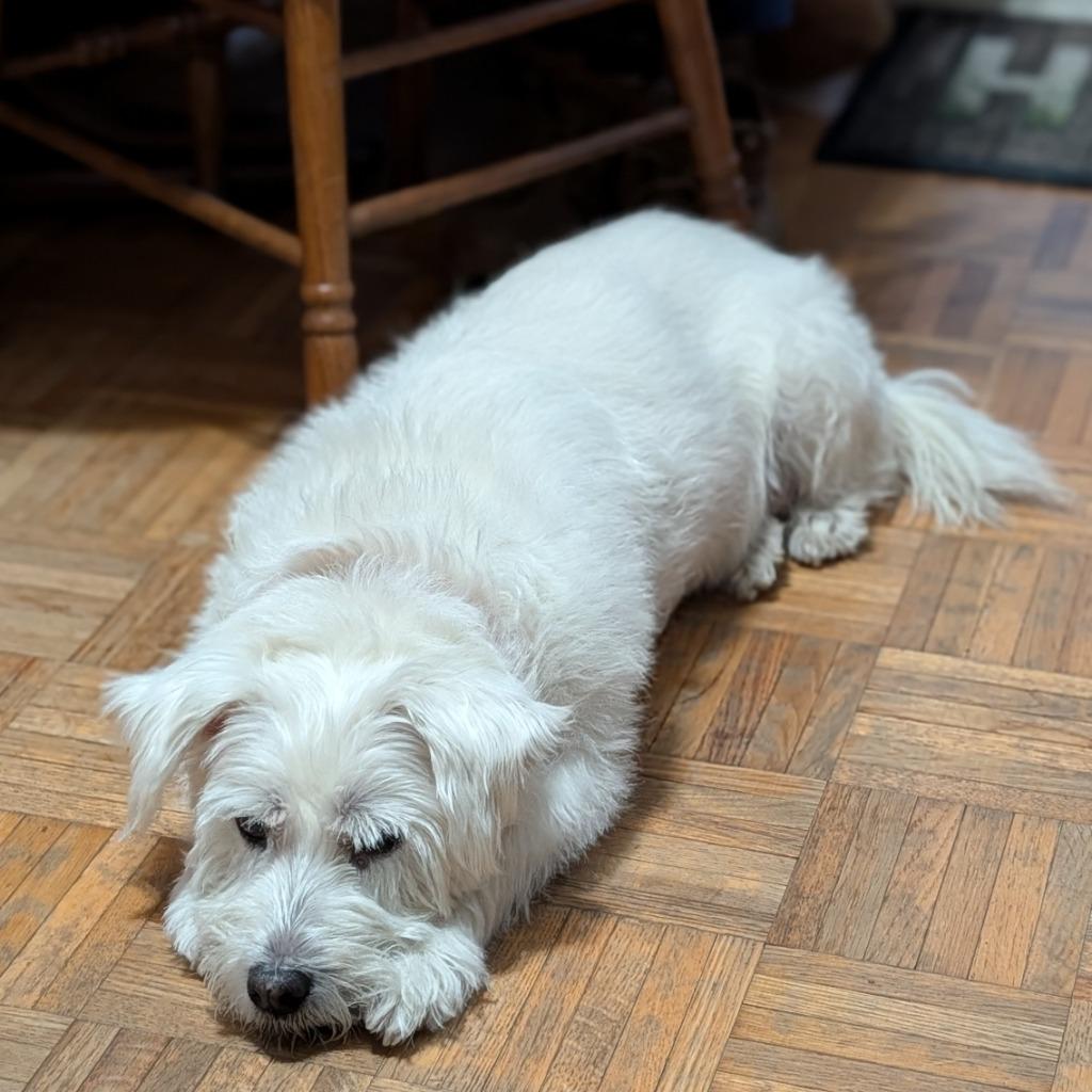 Snowball, Adoptable, Senior Female West Highland White Terrier / Westie.