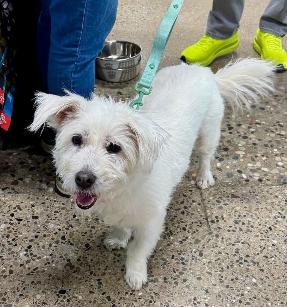 Snowball thumbnail 2