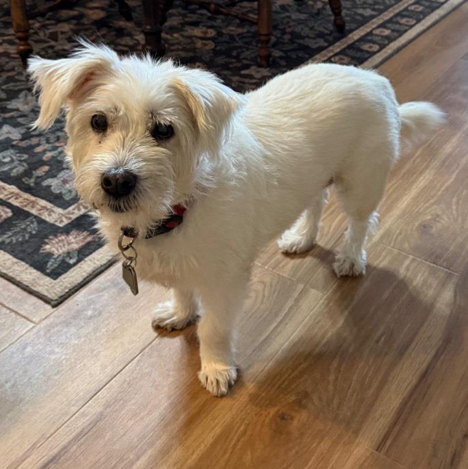 Snowball thumbnail 3