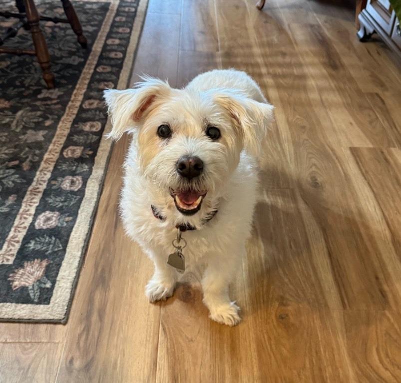 Snowball thumbnail 4