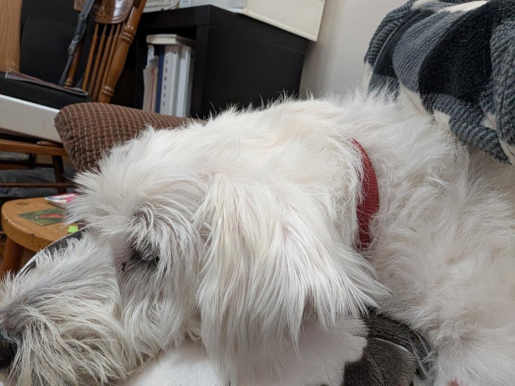 Snowball thumbnail 5