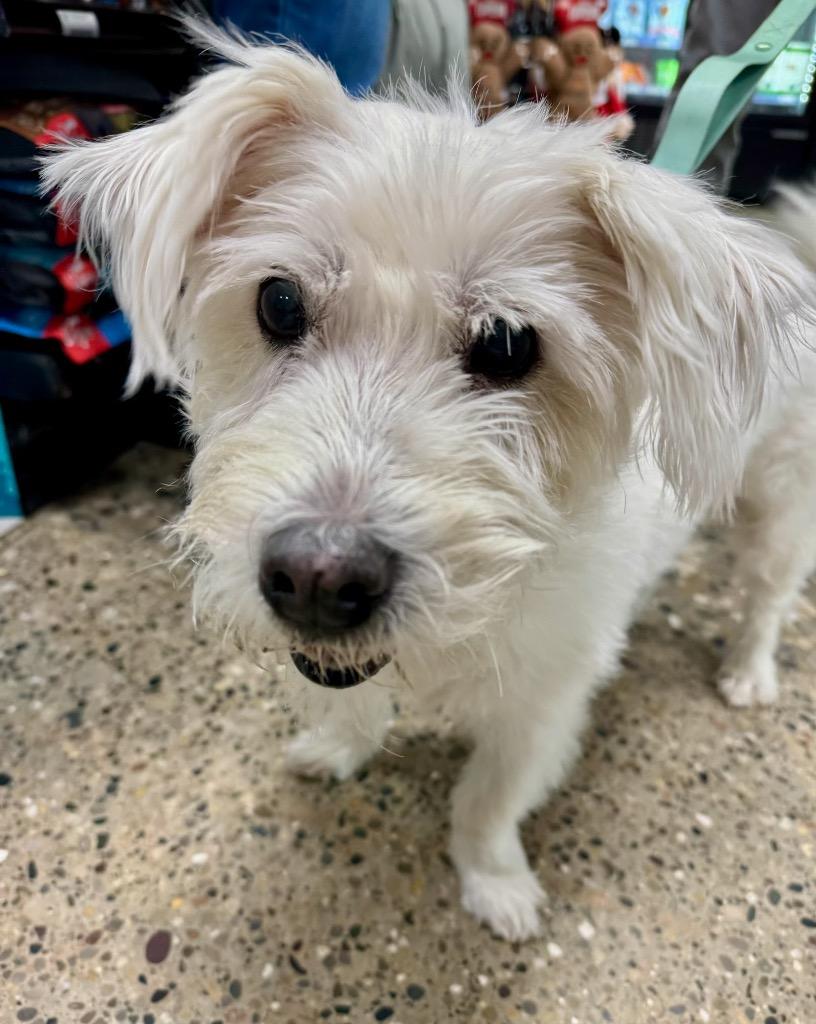 Snowball thumbnail 6