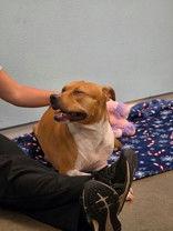 Enlarge Maggie, a Adoptable American Staffordshire Terrier in Denton, TX image 4/4