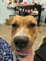 Enlarge Maggie, a Adoptable American Staffordshire Terrier in Denton, TX image 3/4