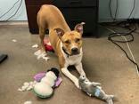 Enlarge Maggie, a Adoptable American Staffordshire Terrier in Denton, TX image 2/4