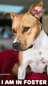 Enlarge Maggie, a Adoptable American Staffordshire Terrier in Denton, TX image 1/4