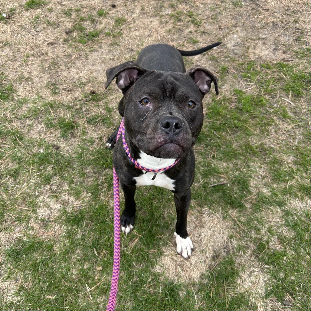 Jumpin' Jack, a Adoptable Mixed Breed in Davenport, IA image 1/6
