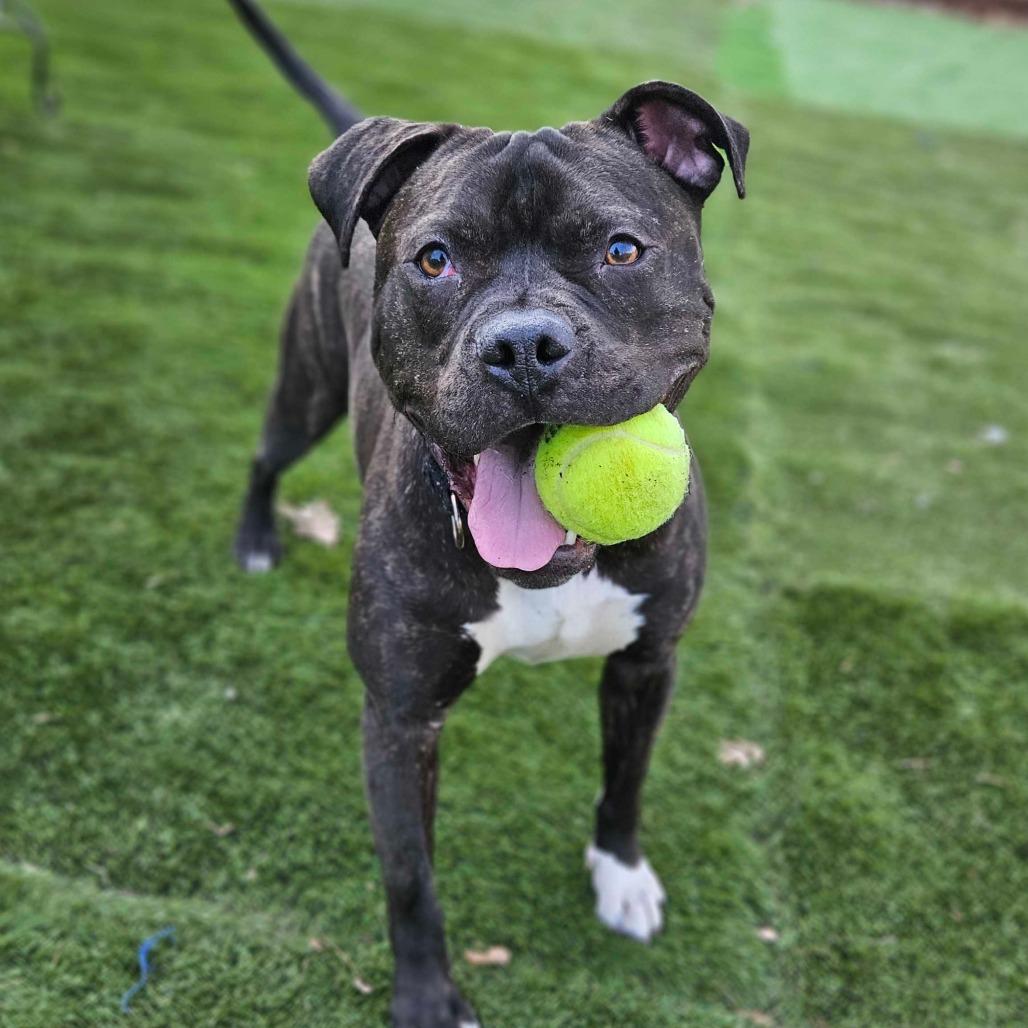 Jumpin' Jack, a Adoptable Mixed Breed in Davenport, IA image 2/6
