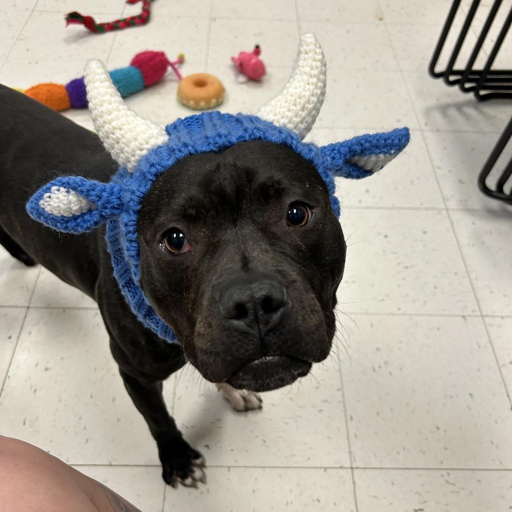 Jumpin' Jack, a Adoptable Mixed Breed in Davenport, IA image 3/6