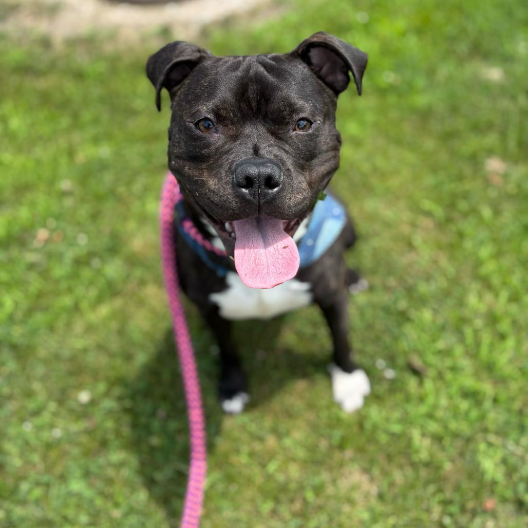 Jumpin' Jack, a Adoptable Mixed Breed in Davenport, IA image 4/6