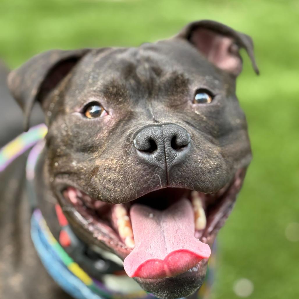 Jumpin' Jack, a Adoptable Mixed Breed in Davenport, IA image 5/6