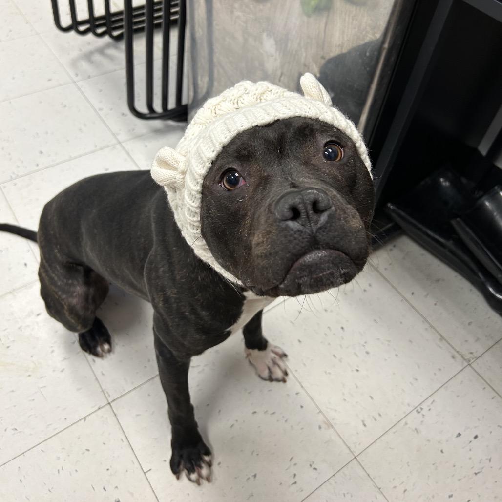 Jumpin' Jack, a Adoptable Mixed Breed in Davenport, IA image 6/6